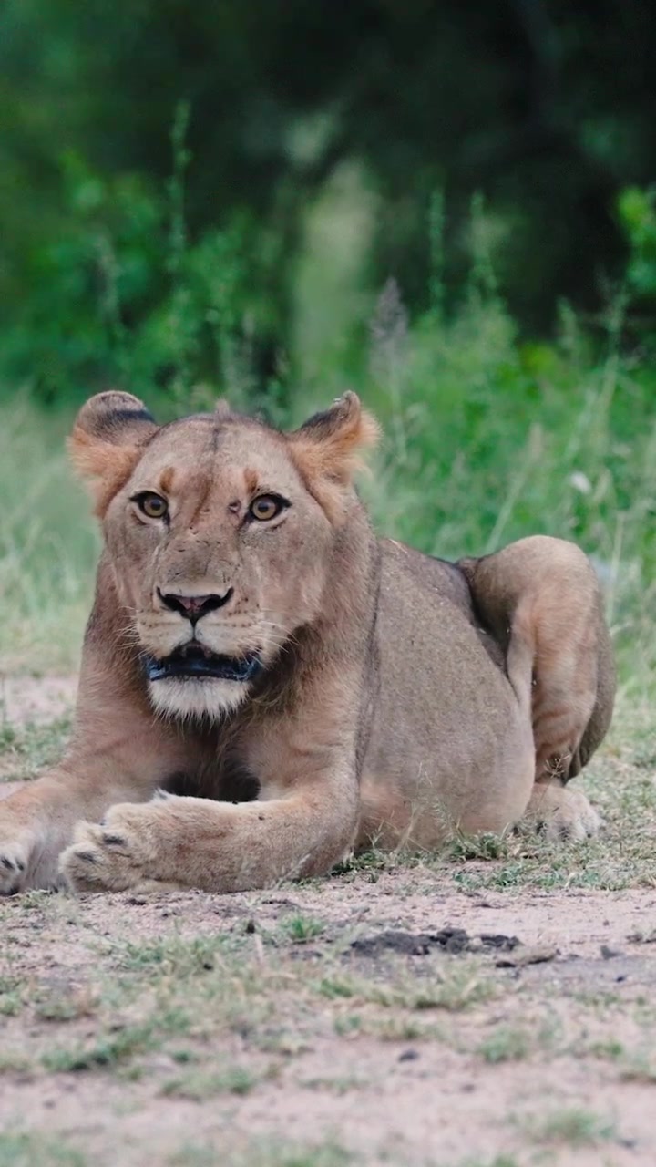 Seekor singa muda beristirahat di tanah berpasir sabana Afrika, menatap langsung ke kamera dan menjilati bibirnya. Perjumpaan satwa liar otentik di Greater Kruger.