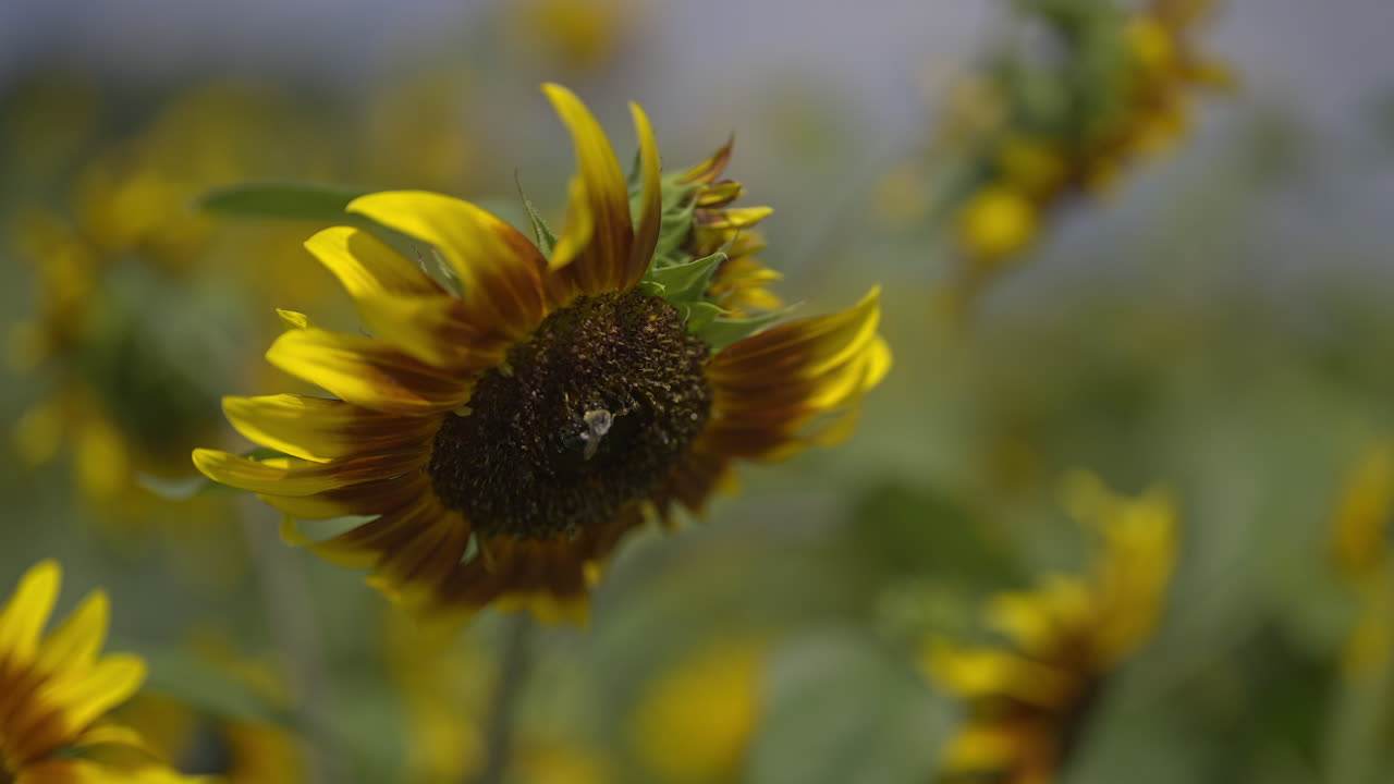 Ape seduta su un girasole