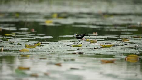 a pheasant-tailed jacana feeds in a lily-covered pond, captured in a wide, naturalistic frame. the scene highlights its graceful movement and foraging behavior in a lush wetland environment