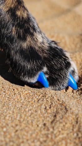 close-up of a dog's paw in sand with blue nails