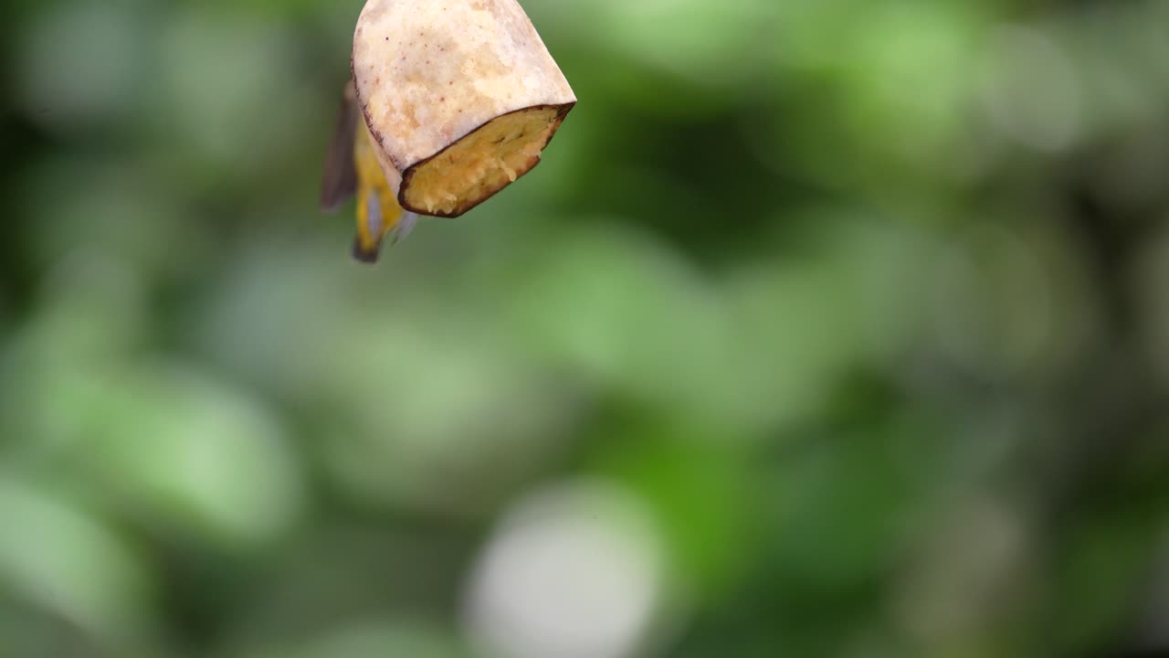 un pájaro pico de flor de vientre naranja macho vuela cerca de un plátano, sus pies se pegan a la fruta mientras su pico perfora la fruta y se la come