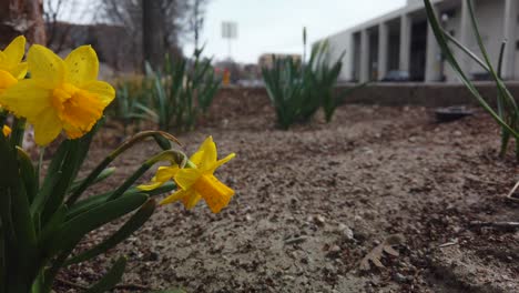 una cámara lenta de narcisos amarillos en un pequeño jardín al lado de la carretera en una ciudad ondeando en el viento