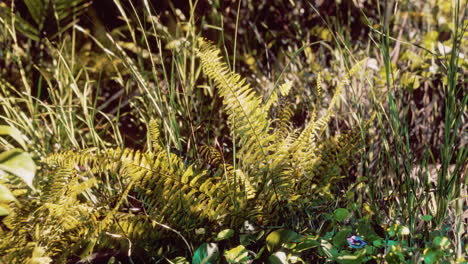 Sonne-Scheint-In-Den-Tropischen-Wald