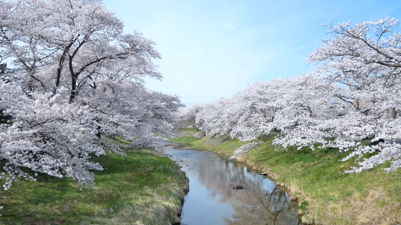 Veduta paesaggistica della foresta di alberi di sakura con un piccolo canale, in piena fioritura primaverile, sul fiume Kannonji a Fukushima - Stagione dell'Hanami - video 4K UHD