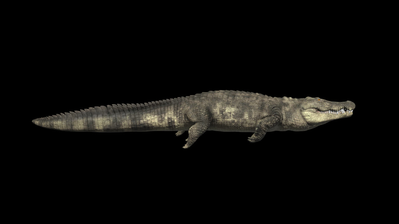 Side View Of Crocodile Swimming