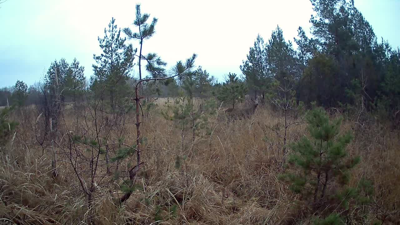 стадо красных оленей (cervus elaphus) гуляет в дождливое осеннее утро. saaremaa, эстония.