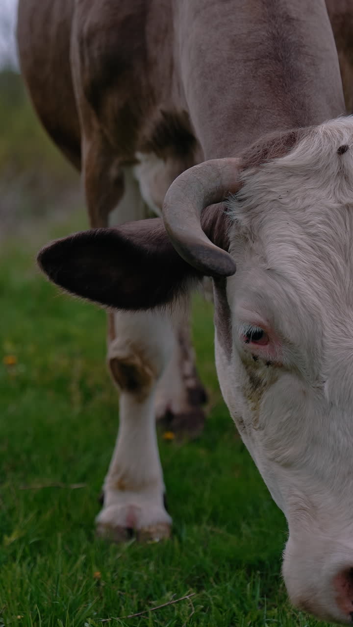 Cattle. Cow grazing on a pasture. Vertical video