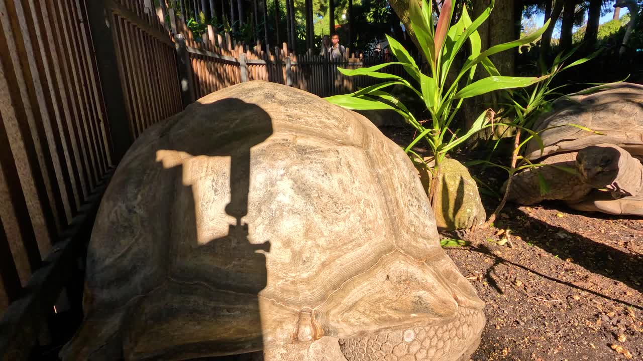 거대한 거북이 가 동물원 에 있는 보호 구역 을 탐사 하고 있다