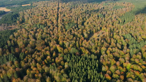 Vista-Aérea-De-La-Espesura-De-Los-árboles-De-Otoño-Durante-El-Amanecer-En-La-Reserva-Natural-De-Fagne-Du-Rouge-Ponce-En-Saint-Hubert,-Bélgica