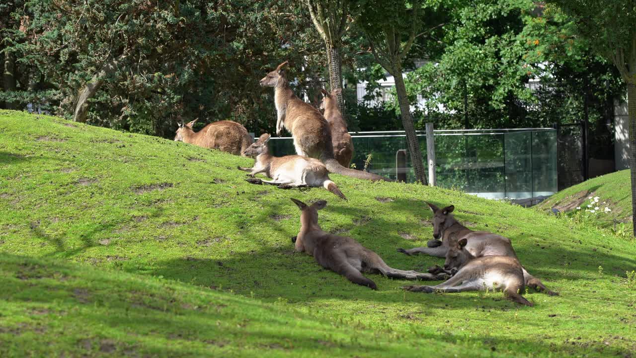 Group of Kangaroo relaxing in the sun inside European zoo