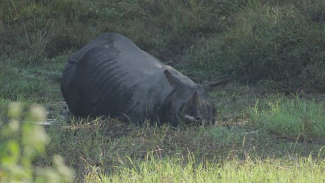 one horned rhino in nepal