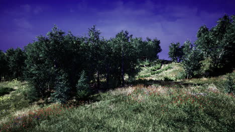 lush green landscape with blooming flowers near a forested area during twilight