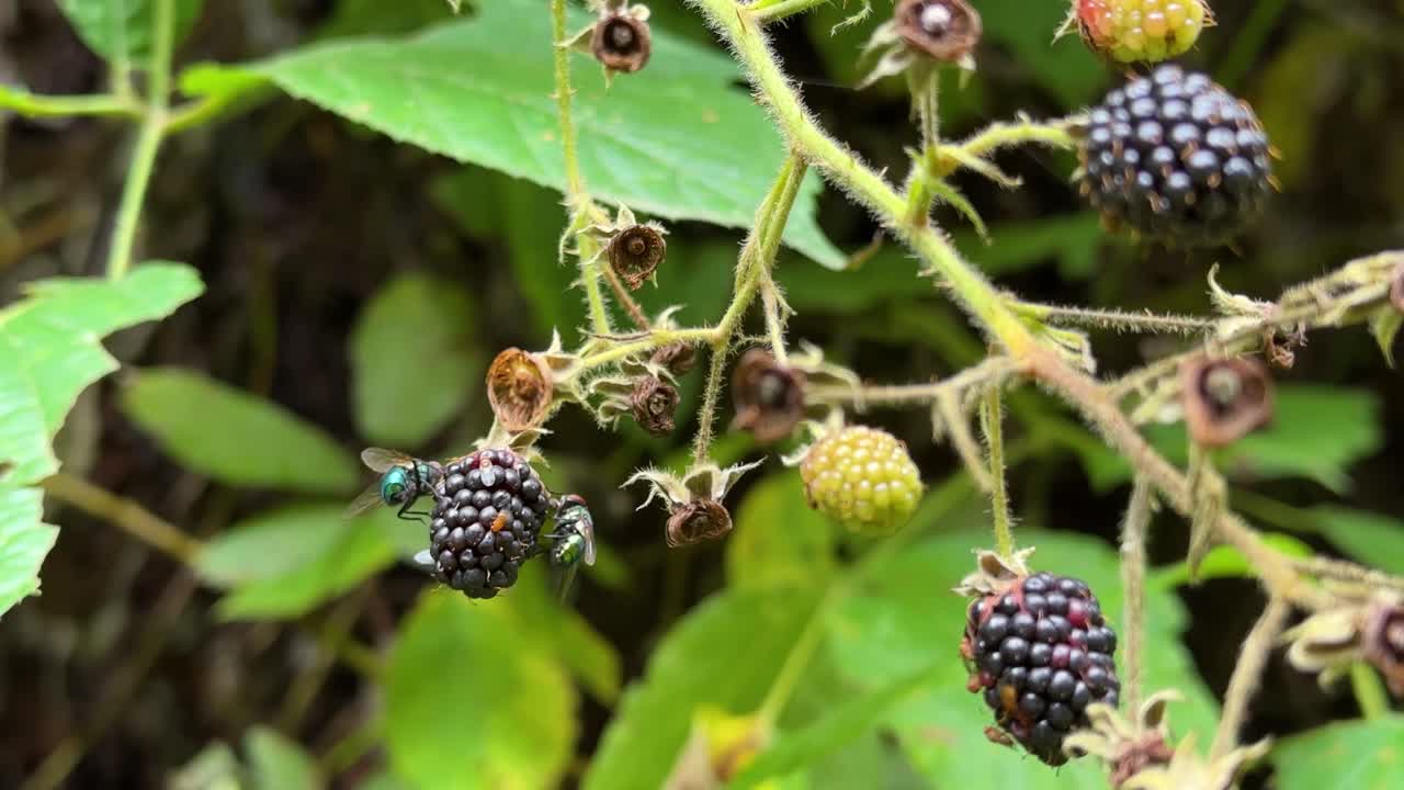 verde color maravilloso volar en bayas negras colgando de la rama en el bosque salvaje en la naturaleza hyrcanian ciclo de insectos de la vida silvestre natural en el bosque el primer plano panorámico de irán deliciosas frutas gilan