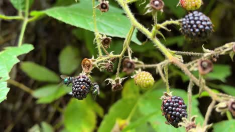 green wonderful color fly on black berry hanging on branch in the wild forest in hyrcanian nature natural wildlife insect cycle in the woods the close up scenic shot from iran delicious fruits gilan