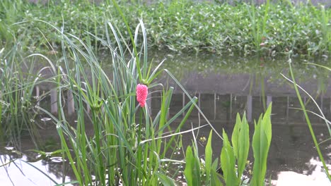 4k eggs of pomacea canaliculata in a plant of the lake at taipei city