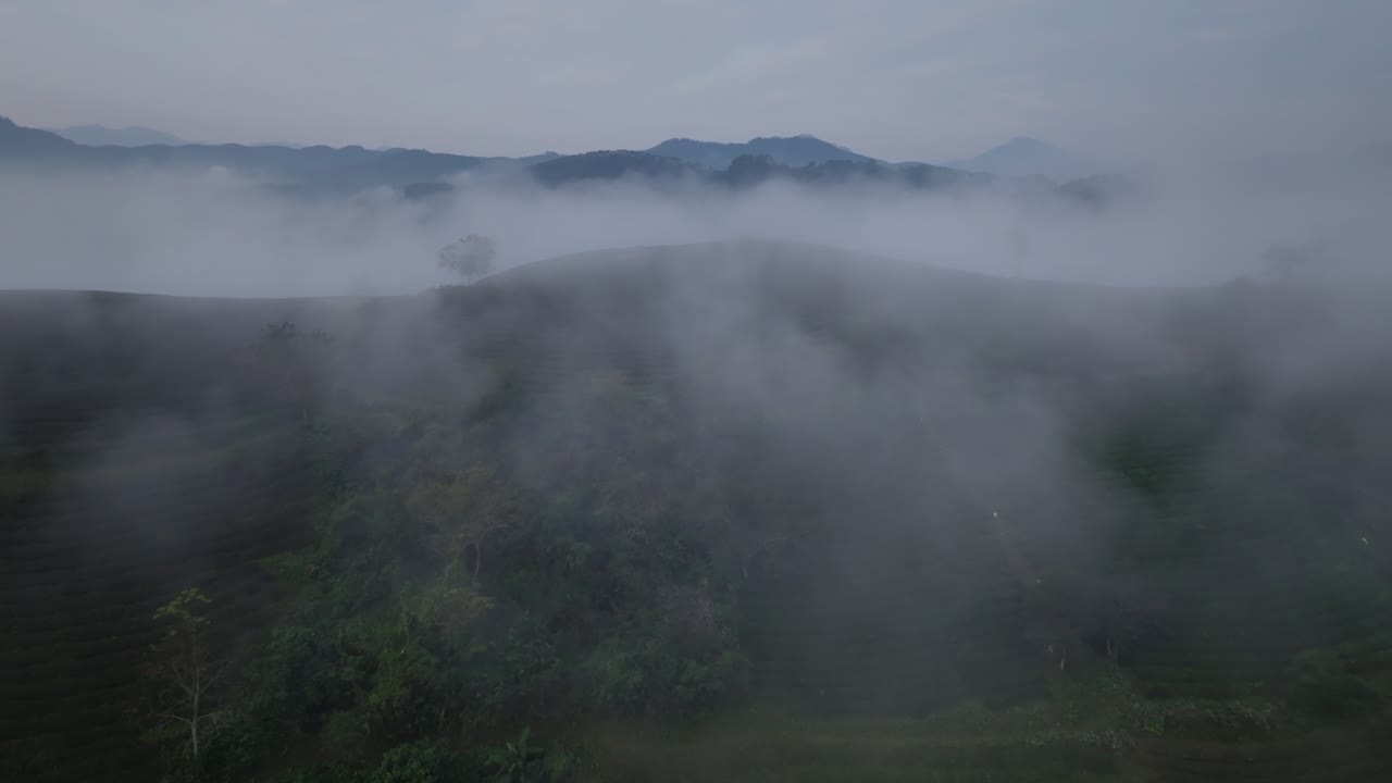 Pemandangan udara kabut rendah yang bergerak di atas bukit teh saat matahari terbit di Distrik Tan Son, Provinsi Phu Tho, Vietnam