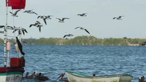 pájaros largosartos 02