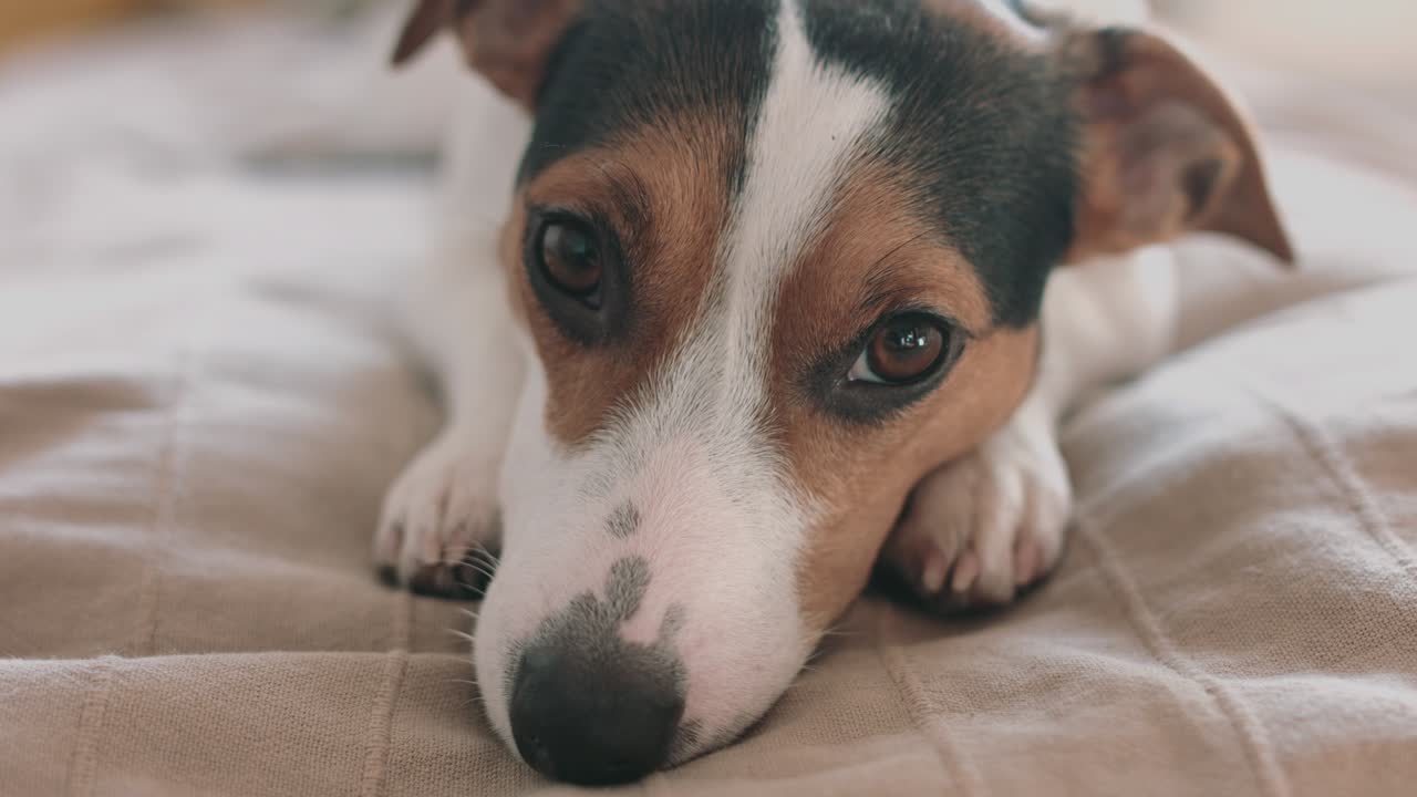 Cachorro Jack Russell Terrier olhando para a câmera, gravado com as mãos