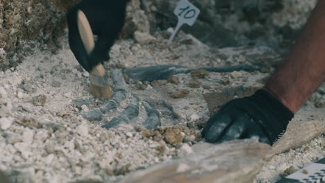 fossil excavation