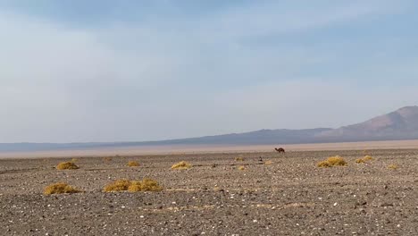 Group-of-camels-walking-on-orange-red-sand-of-Wadi-Rum-Iran-central-desert-in-Semnan-mountains-background-brown-color-blue-sky-invite-traveler-to-have-adventure-new-experience-in-middle-east-Iran