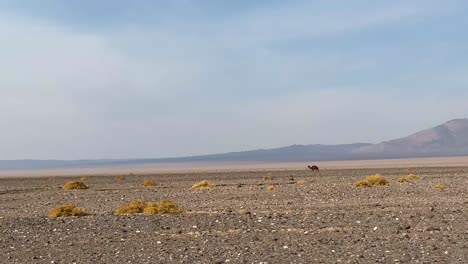 group of camels walking on orange red sand of wadi rum iran central desert in semnan mountains background brown color blue sky invite traveler to have adventure new experience in middle east iran