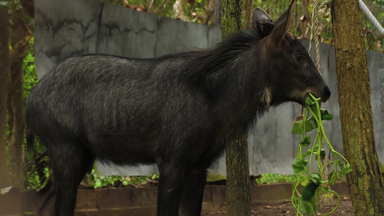Black goat eats leaves in a forest enclosure on a cloudy day