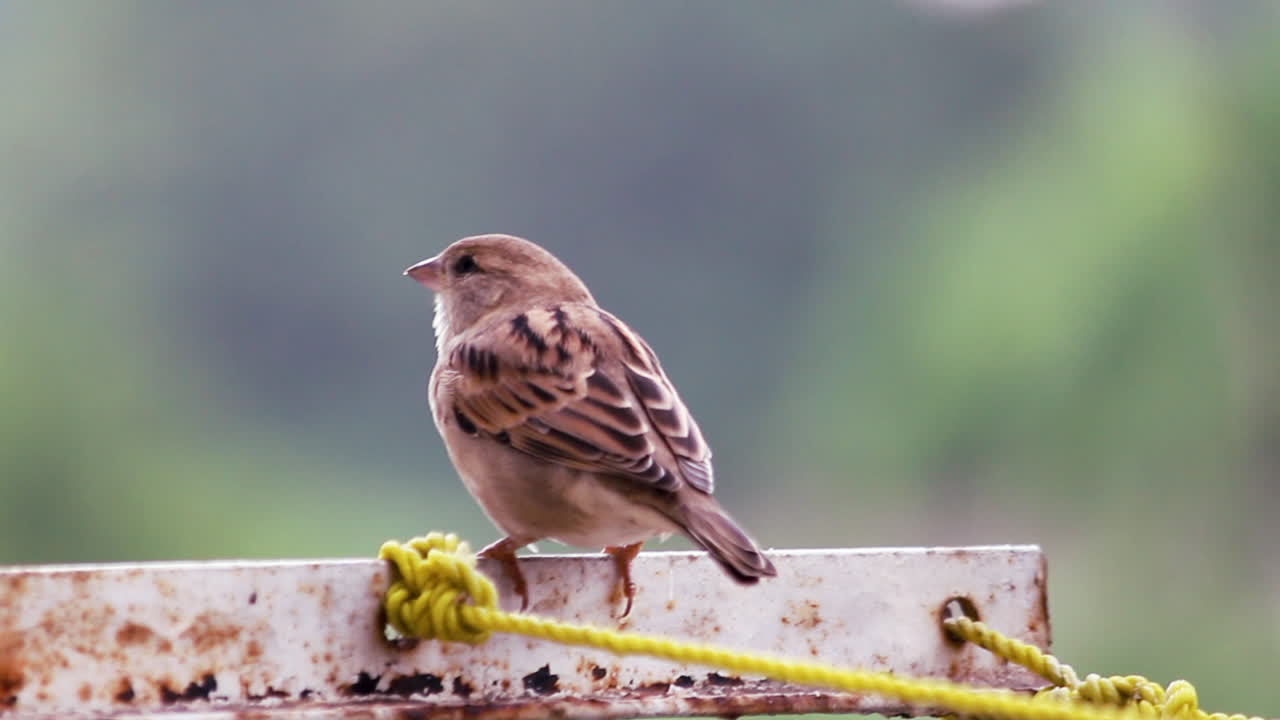 Close-up of a male House Sparrow ( Passer domesticus ), small wild bird sits chirping on thin rope or wire