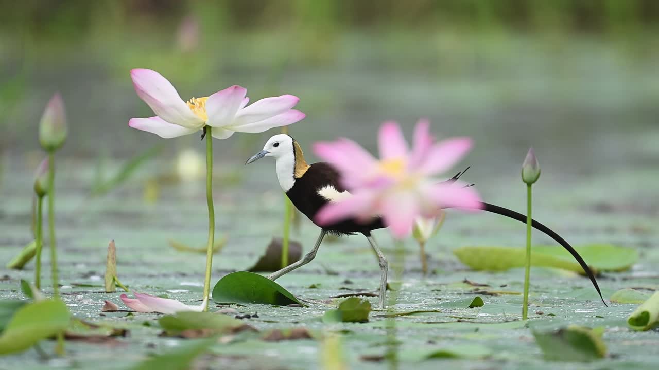he long-tailed Jacana moves delicately over green aquatic leaves in golden sunrise