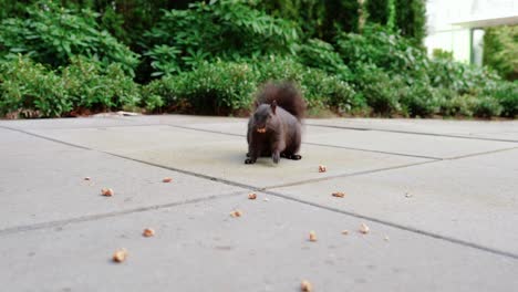 linda ardilla negra comiendo nueces en el patio trasero