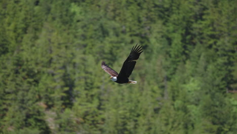 Ein-Adler-Fliegt-In-British-Columbia,-Kanada,-über-Den-Ozean-Und-Sucht-Nach-Fischen