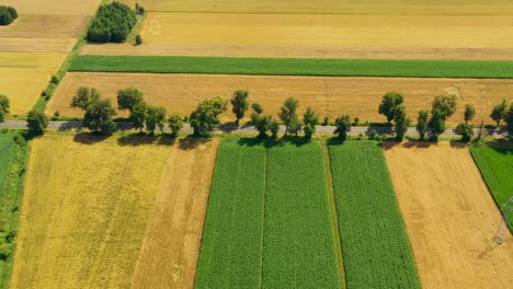 green fields aerial view before harvest at summer
