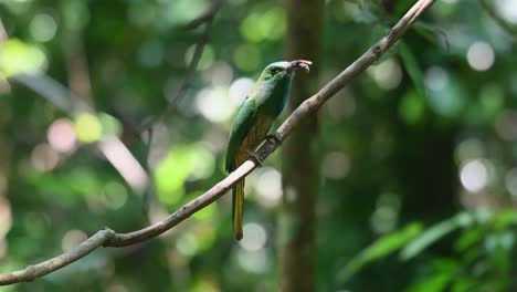 Perched-on-a-diagonal-vine-with-a-bee-in-the-mouth-as-it-looks-around-then-flies-into-its-nest-to-deliver,-Blue-bearded-Bee-eater,-Nyctyornis-athertoni,-Kaeng-Krachan-National-Park,-Thailand