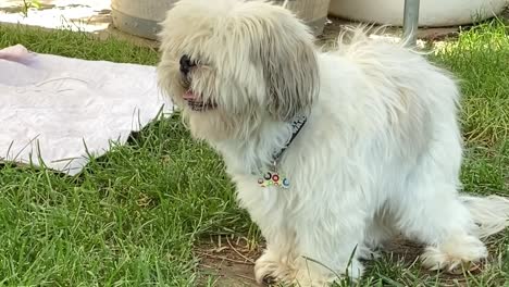 Perro-Shih-Tzu-Blanco-Con-Pelo-Largo-Disfrutando-Del-Aire-Libre