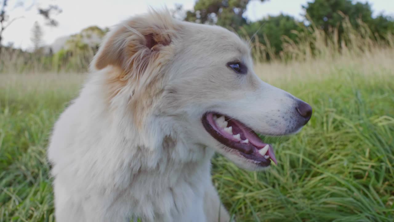 은 경계 콜리 야외의 초상화