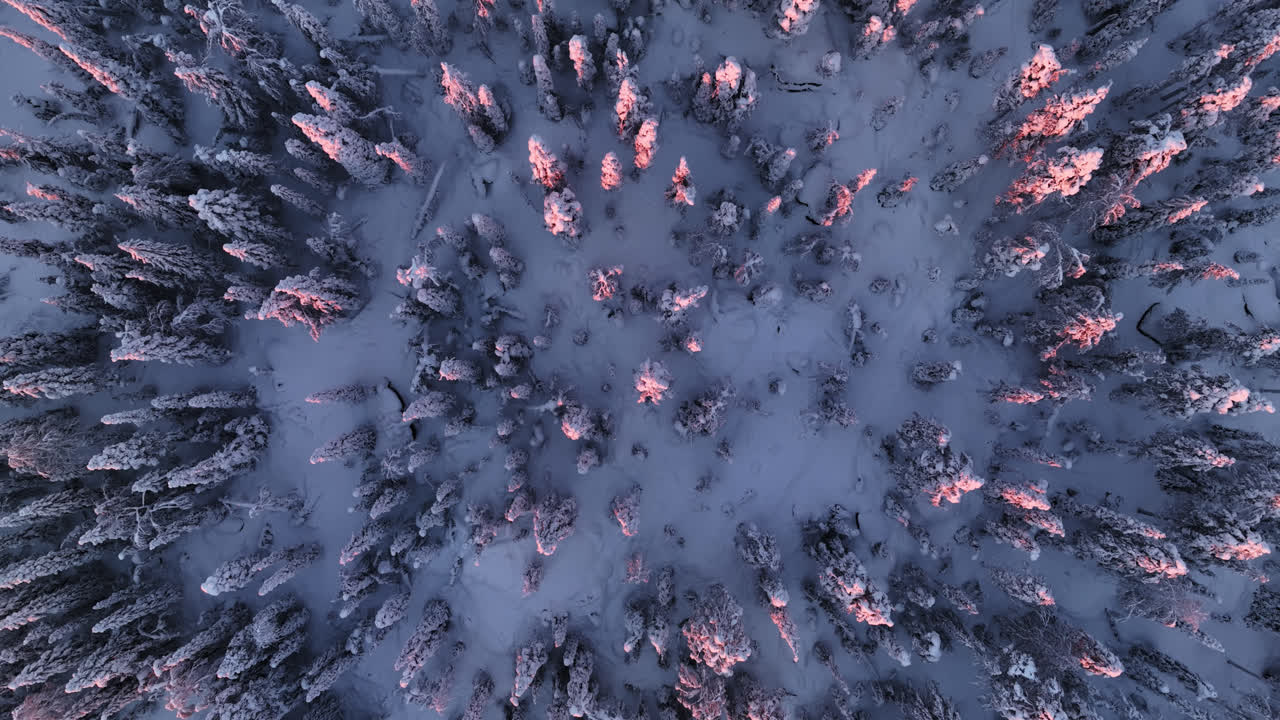 Ripresa aerea con drone dall'alto di foreste innevate illuminate da un'alba rosata, inverno in Lapponia