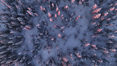 Top-down-drone-shot-over-pink,-sunrise-lit-snow-covered-forests,-winter-in-Lapland