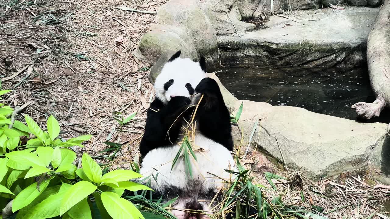 un oso panda gigante comiendo plantas en el zoológico de singapur - de cerca