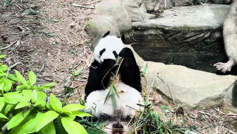 one giant panda bear eating plants in singapore zoo - close up