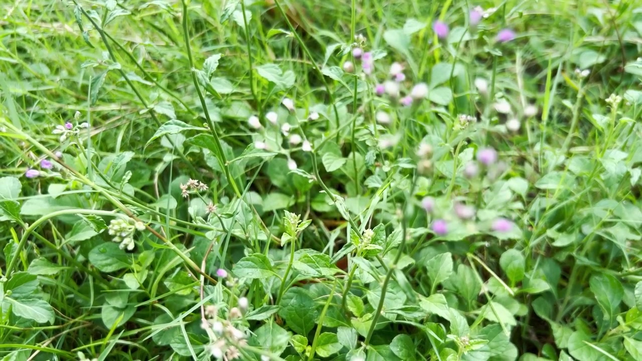 Small Wild Flowers Growing in a Lush Green Meadow