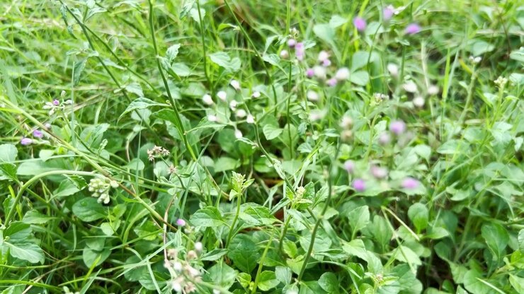 Small Wild Flowers Growing in a Lush Green Meadow