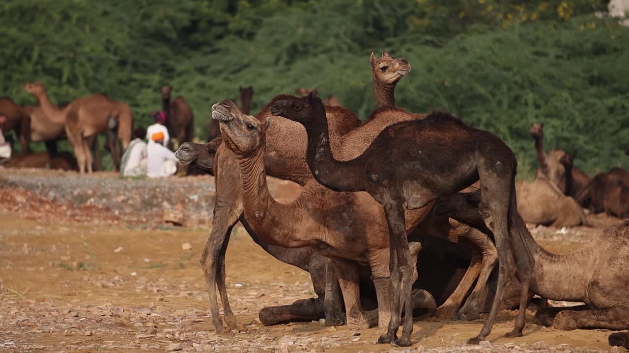 camellos en cámara lenta en la feria de pushkar, también llamada feria de camellos de pushkar o localmente como kartik mela es una feria anual de varios días de ganado y cultural que se celebra en la ciudad de pushkar rajasthan, india.