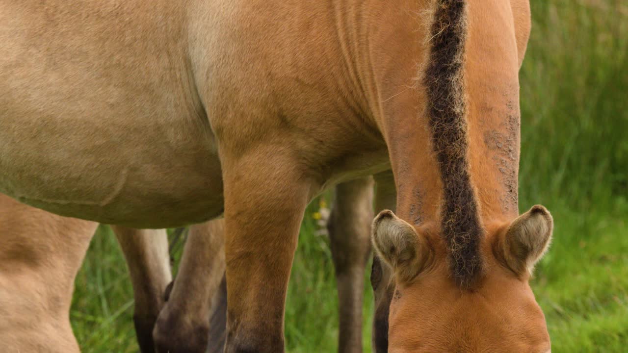 Przewalski's horses graze on lush green meadow under soft daylight, camera remains steady throughout
