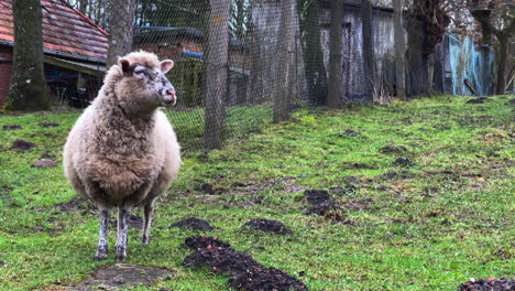 Ein-Schaf-Steht-Allein-Auf-Einer-Wiese-Und-Kaut-Gras