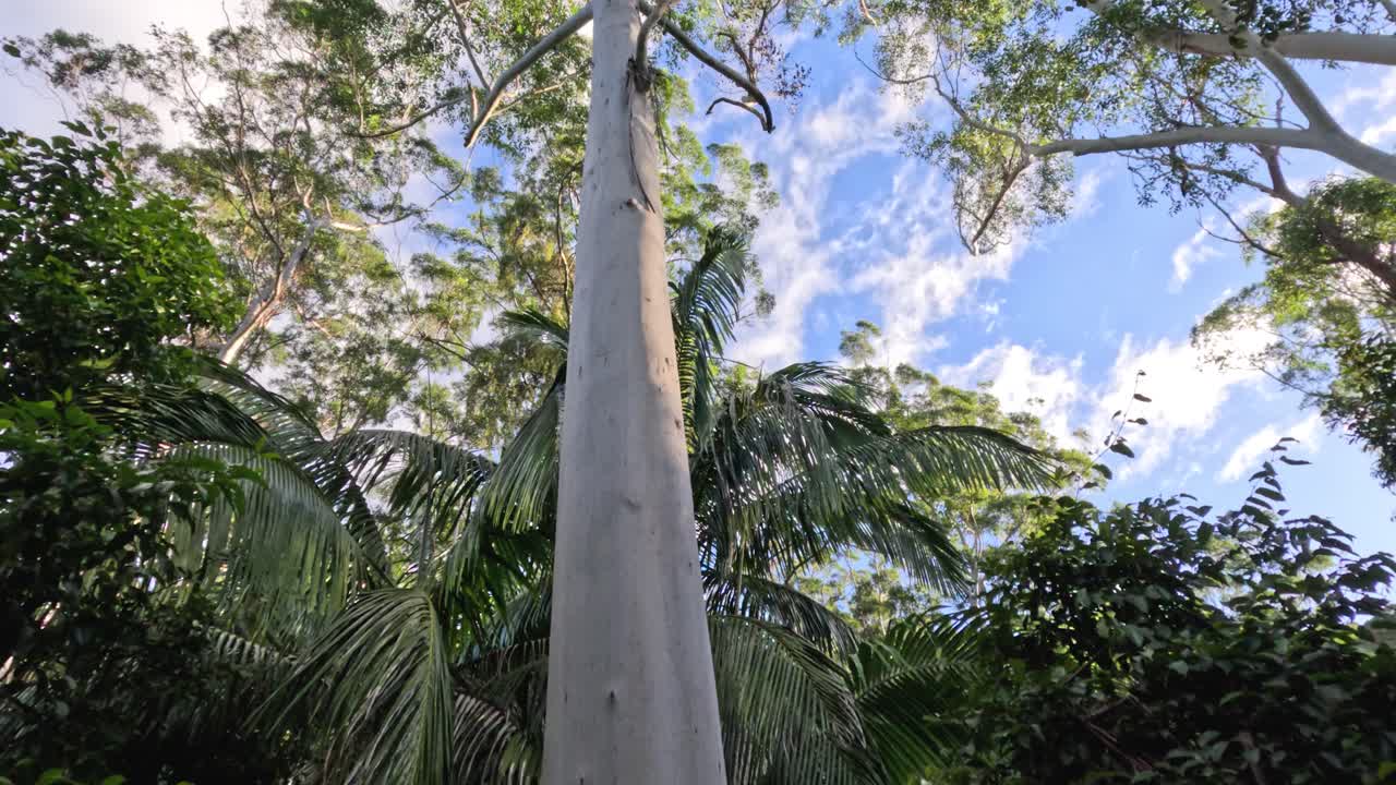 вверх вид на деревья и небо