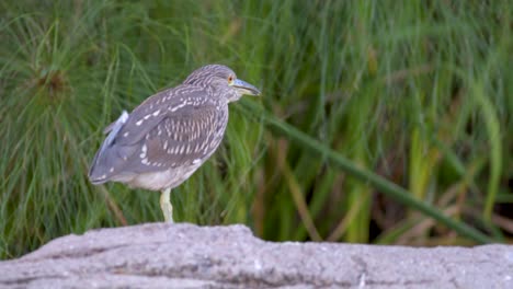 static shot of a juvenile black-crowned night heron standing on a rock