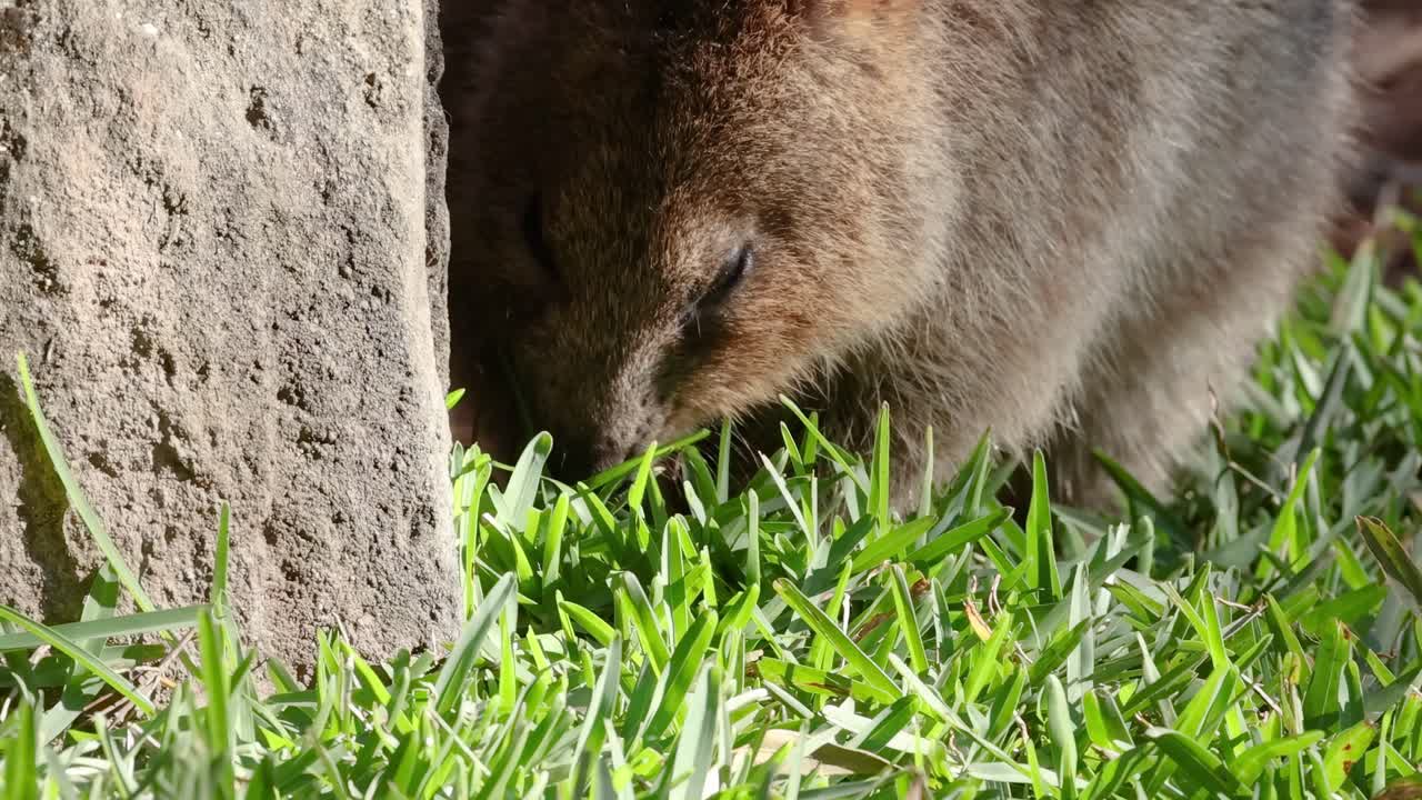 A quokka is seen closely nibbling on fresh green grass beside a textured tree bark.
