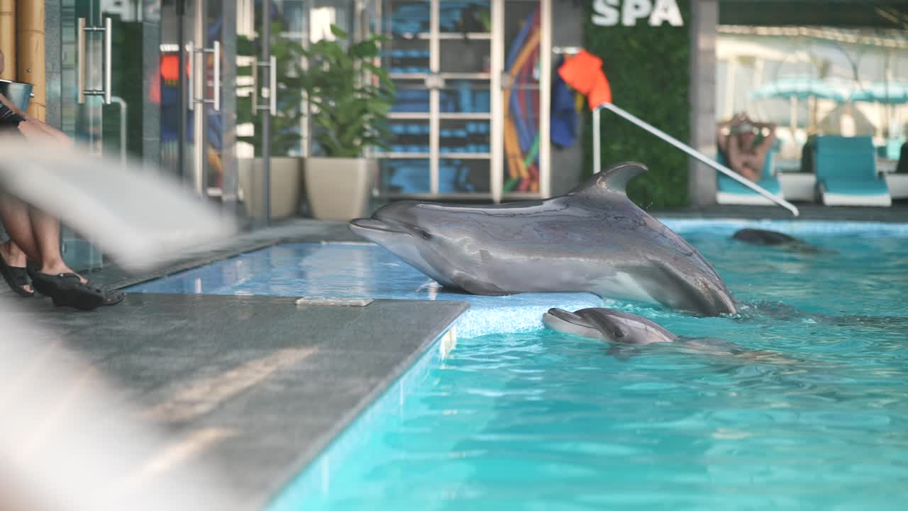 delfines en una piscina de spa
