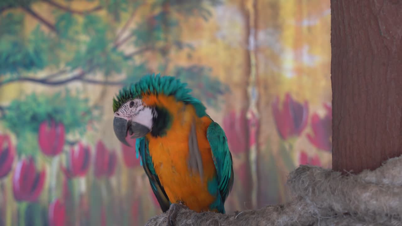 pequeño guacamayo azul y amarillo, ara ararauna con un plumaje brillante y vibrante, posado en la rama de un árbol, levantando las plumas de las mejillas, rascándose la cabeza con su garra, santuario de aves silvestres