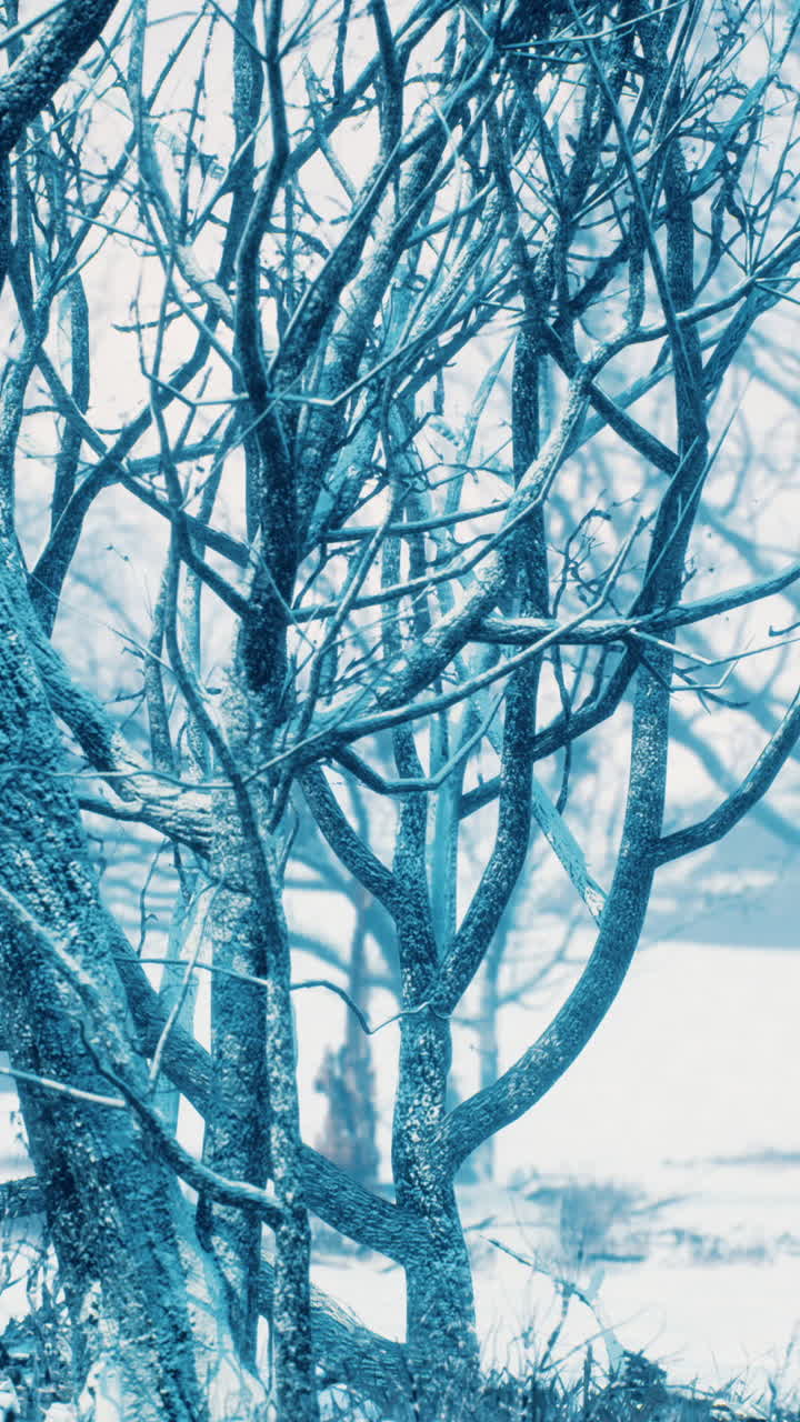 Frozen Winter Trees in a Blue Tinted Landscape