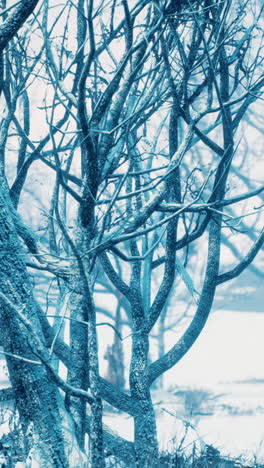 frozen winter trees in a blue tinted landscape